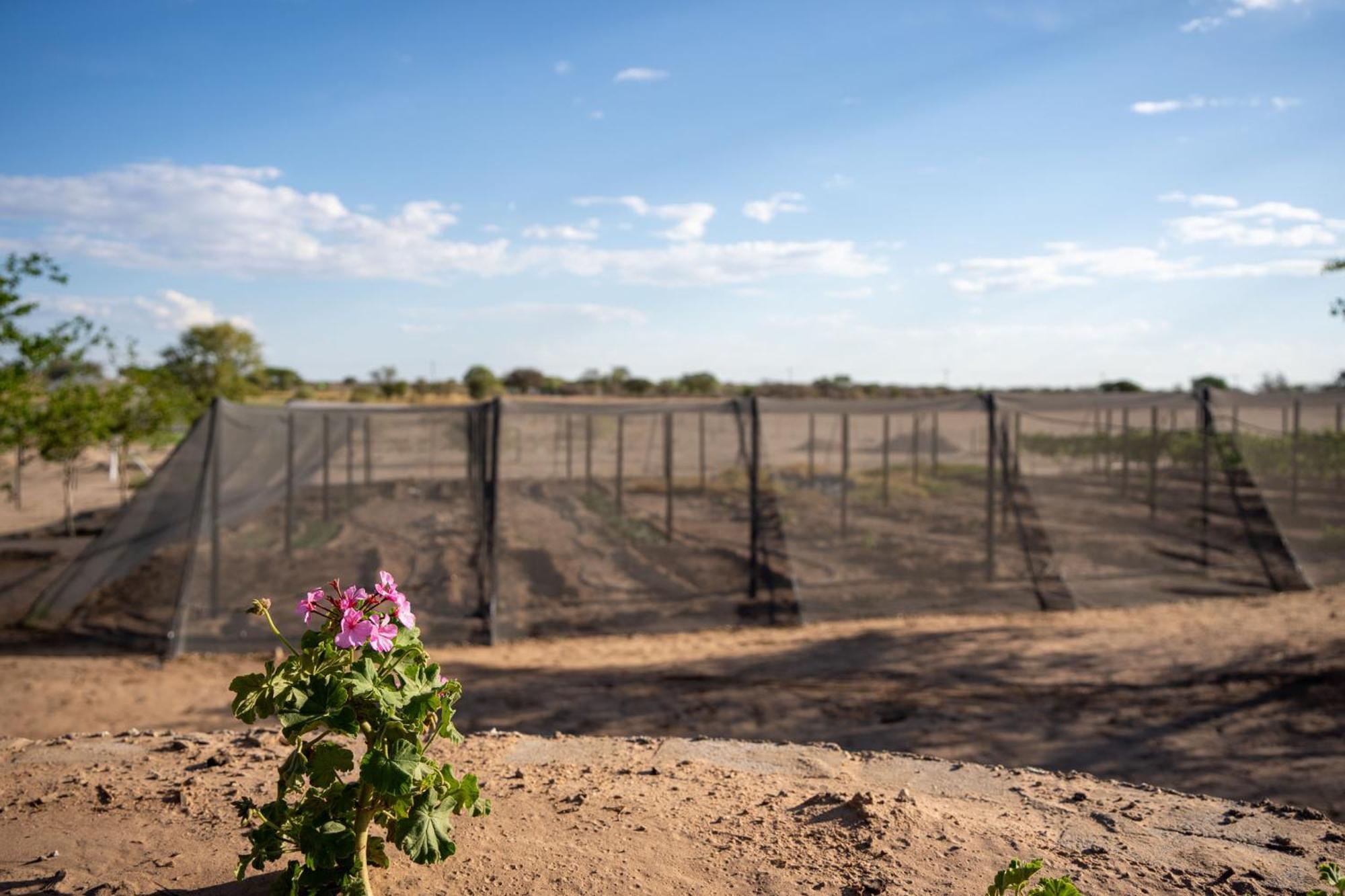 Plot 19 Villa Ghanzi Eksteriør billede